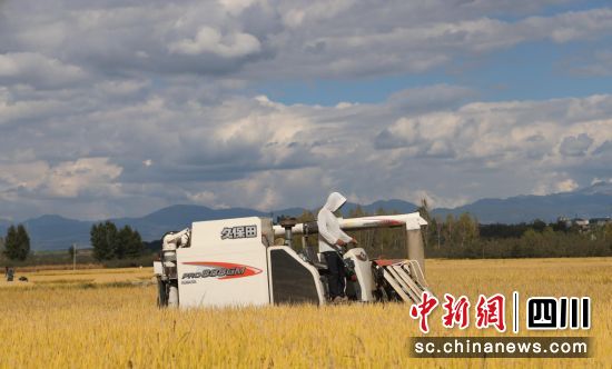 机械化收割现场。盐源县委宣传部供图 机械化收割现场。盐源县委宣传部供图
